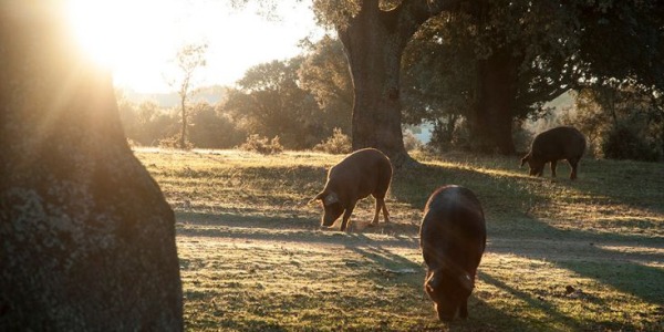 Empresa de Jamones y Paletas: Selección Gourmet MM Salamanca
